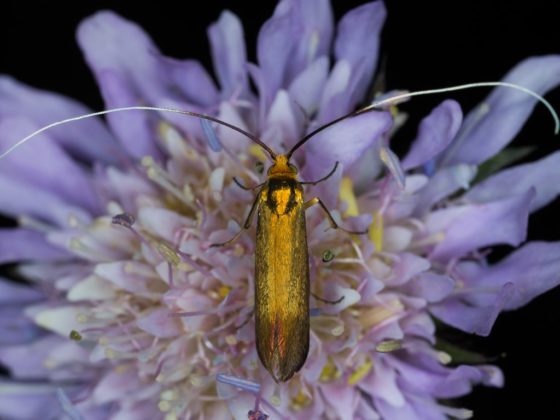 Blumenbild 1 Nemohora metallica (Lanhornmotte) auf Knautia arvensis_(c)Gernot_Kunz