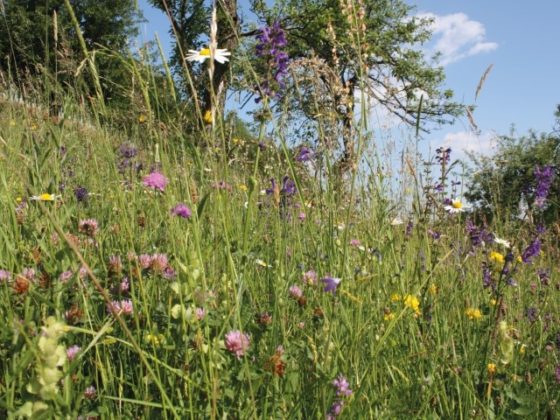 Blumenwiese(c) Andrea Bund